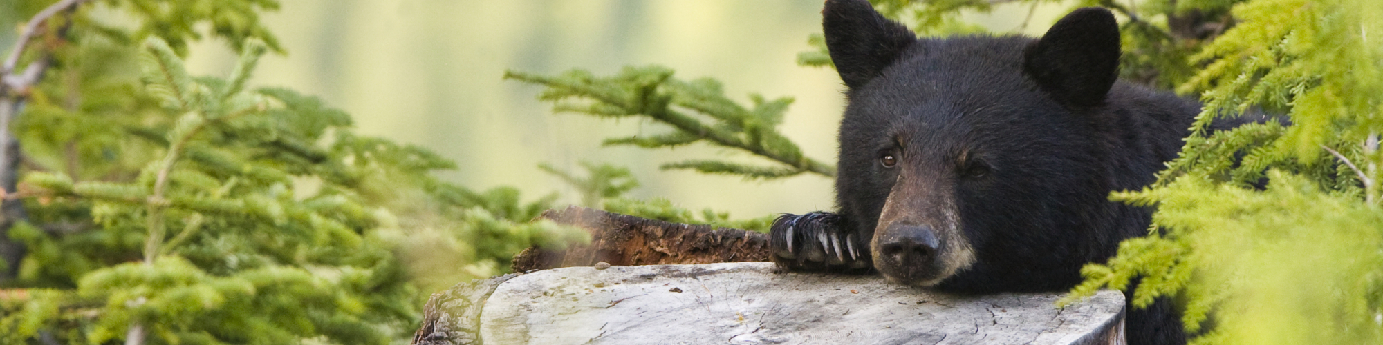 Bear, in the forest, nature