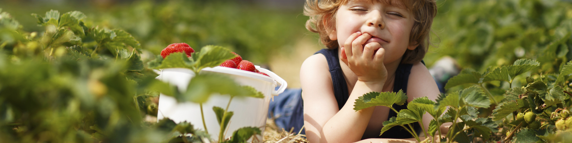 Petit garçon, cueillette de fraises, Ferme