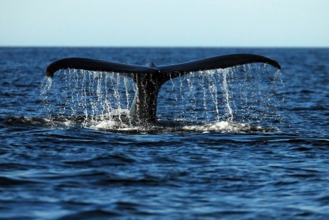 Observation des baleines