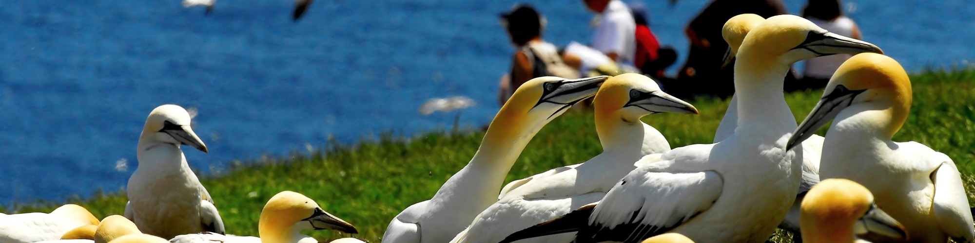 Northern gannet colony