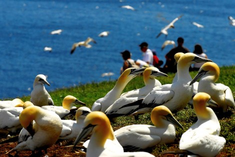 Northern gannet colony