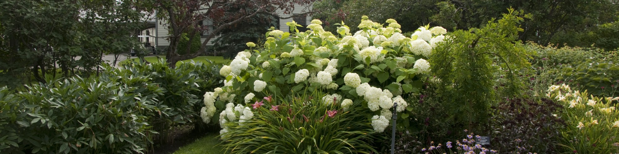 Jardin de fleurs