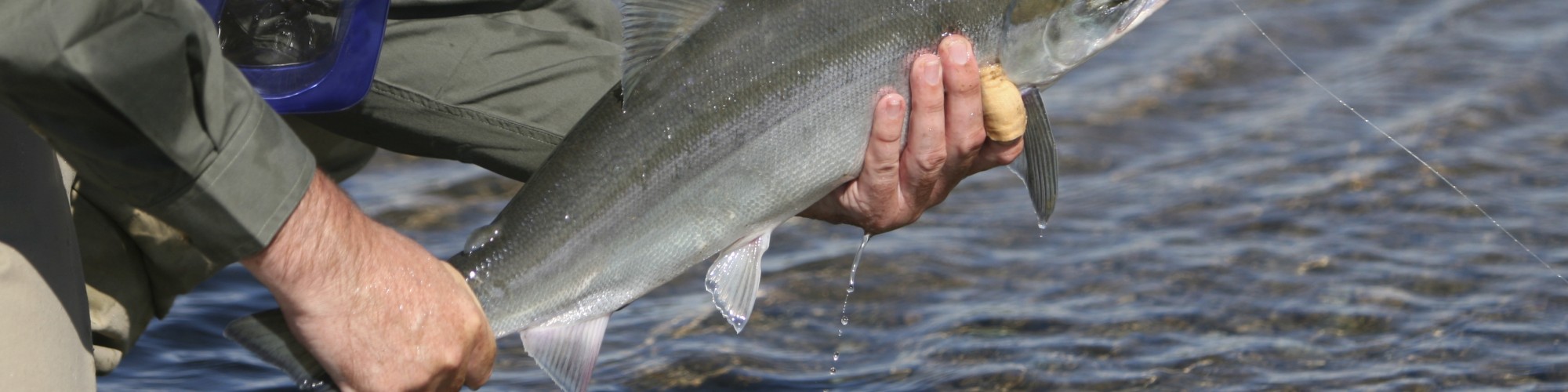 Pêcheur tenant un poisson