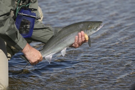 Fisherman holding a fish