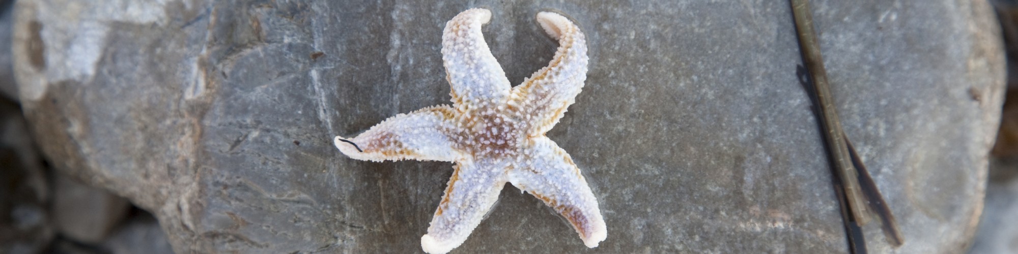 Starfish on a rock