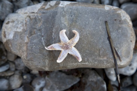 Étoile de mer sur une roche