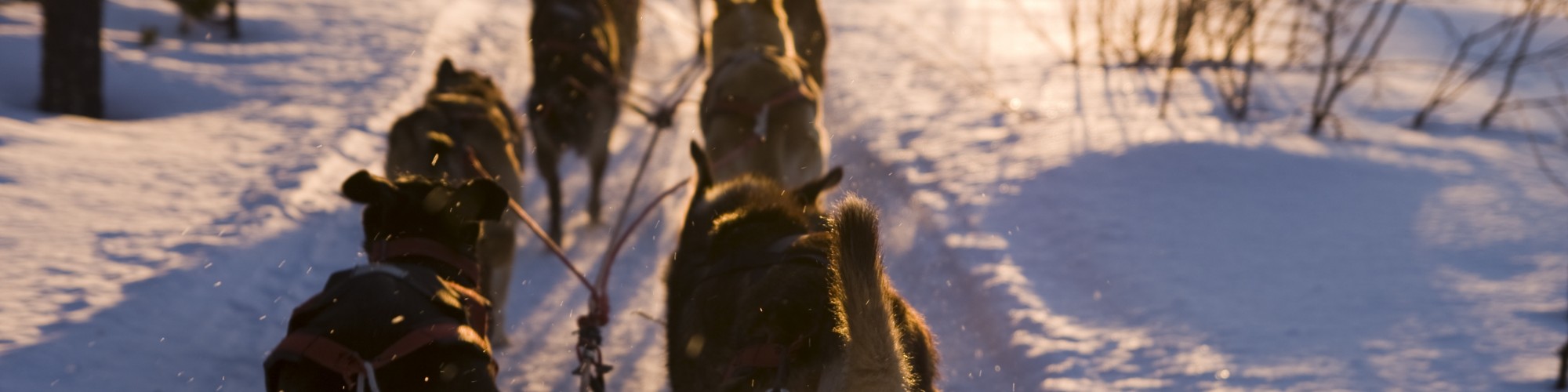 Dog sled, winter