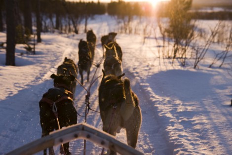 Dog sled, winter