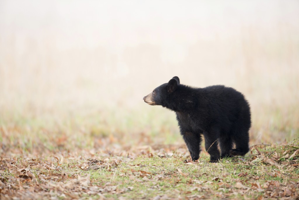 Ours, Nature