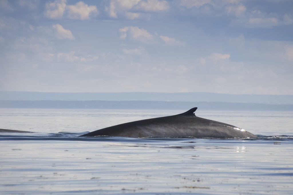 Baleine, excursion en mer