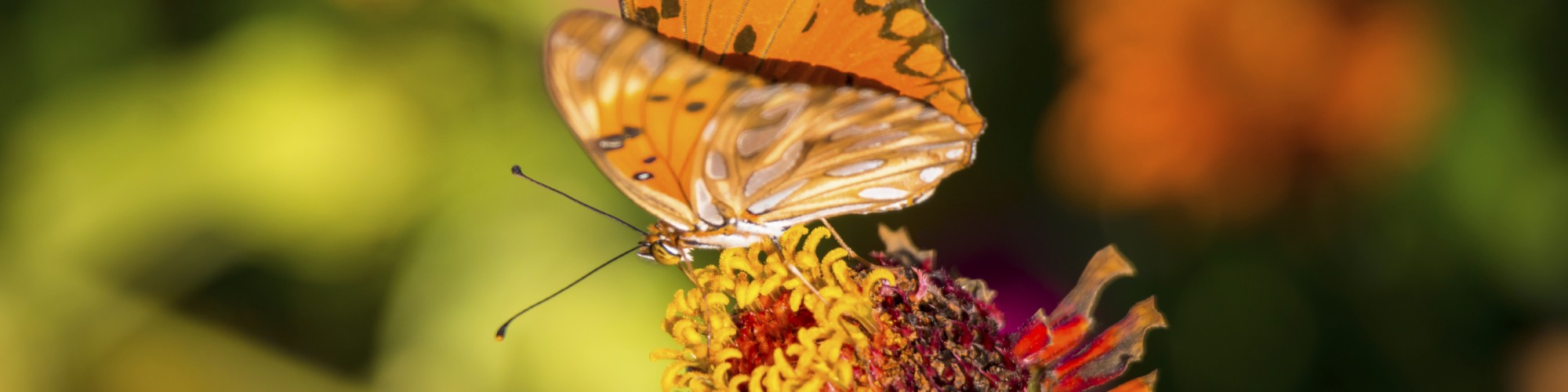 Papillon sur une fleur