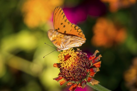 Papillon sur une fleur