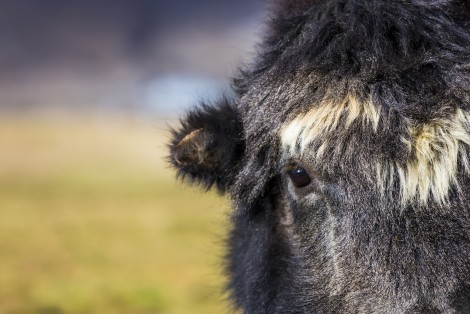 Yak