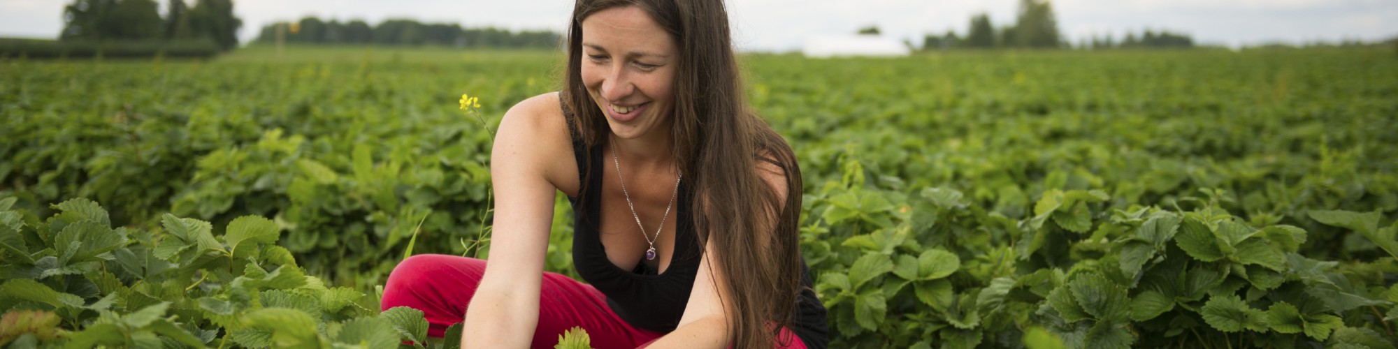 Picking strawberries, Ferme Bourdages Tradition, Gaspé Peninsula