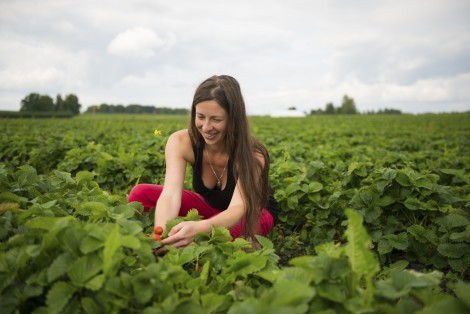 Picking strawberries, Ferme Bourdages Tradition, Gaspé Peninsula